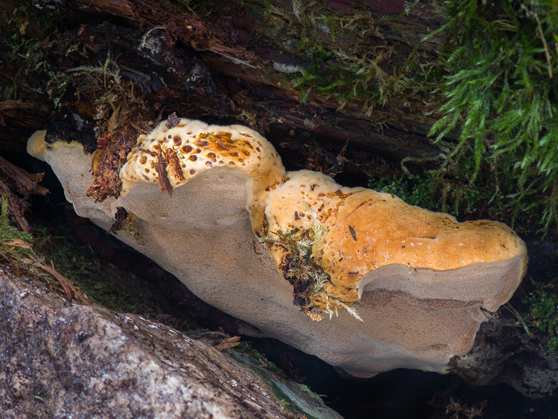 Phellinus nigrolimitatus